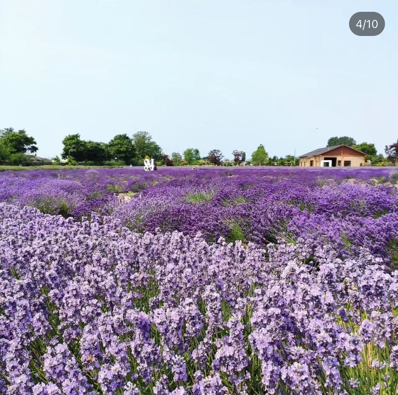 Lavenderland in Richmond