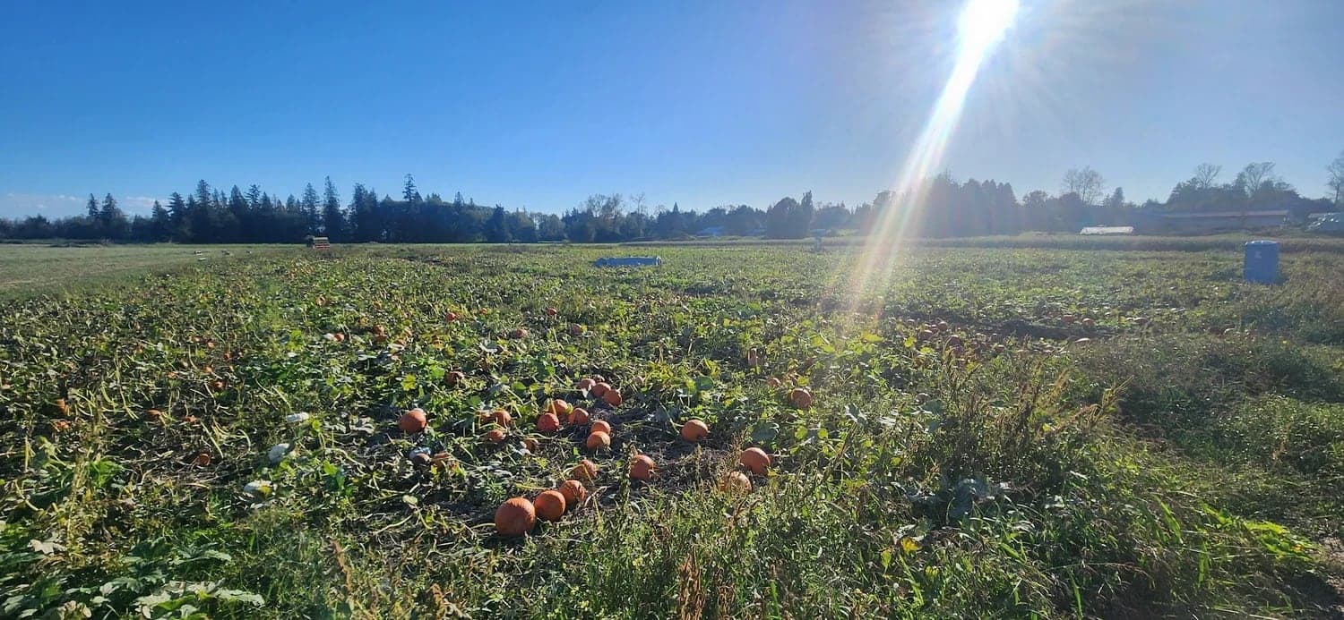 Rondriso Farms General Store and Pumpkin Patch in Surrey