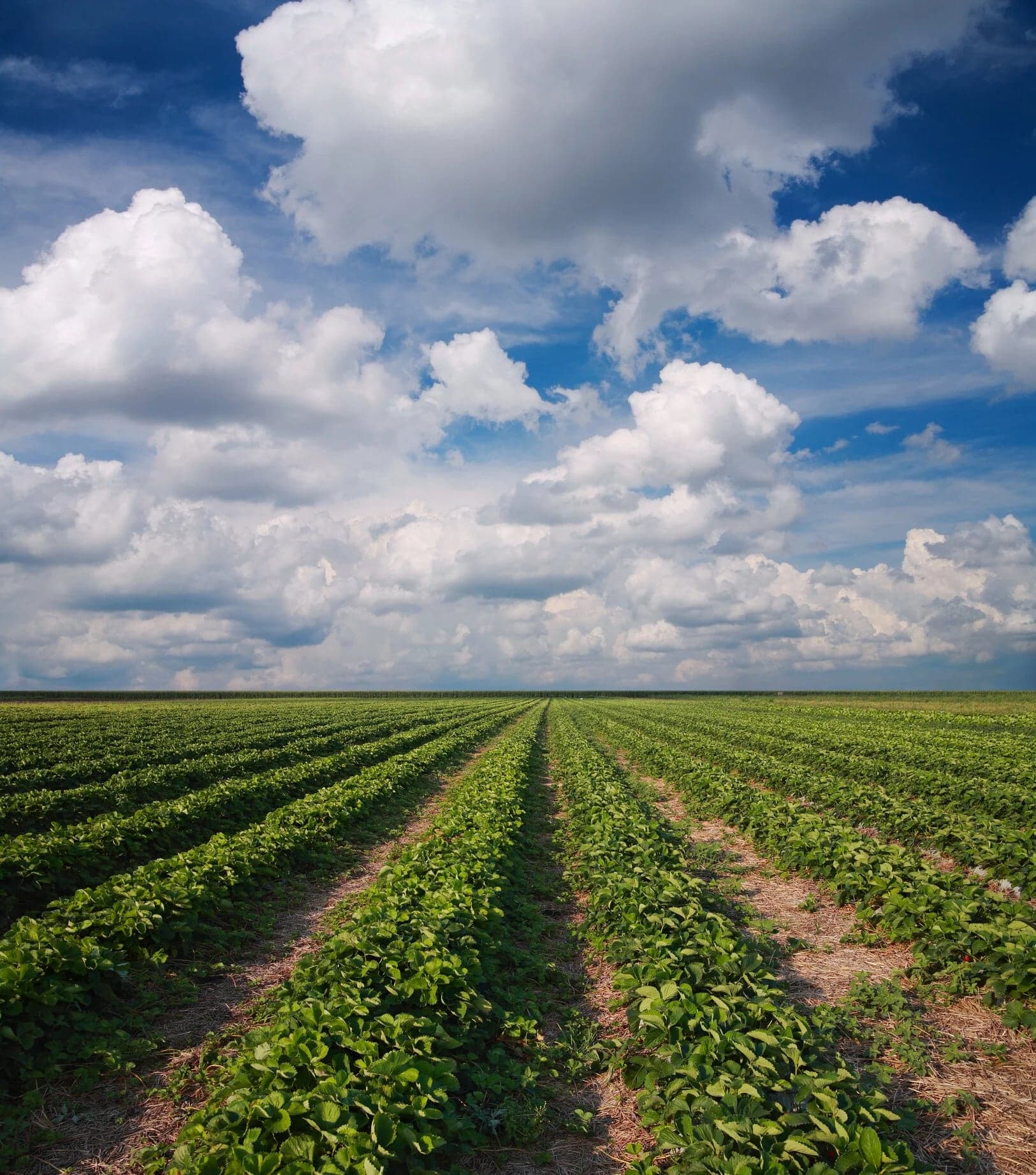 Strawberry picking in Surrey