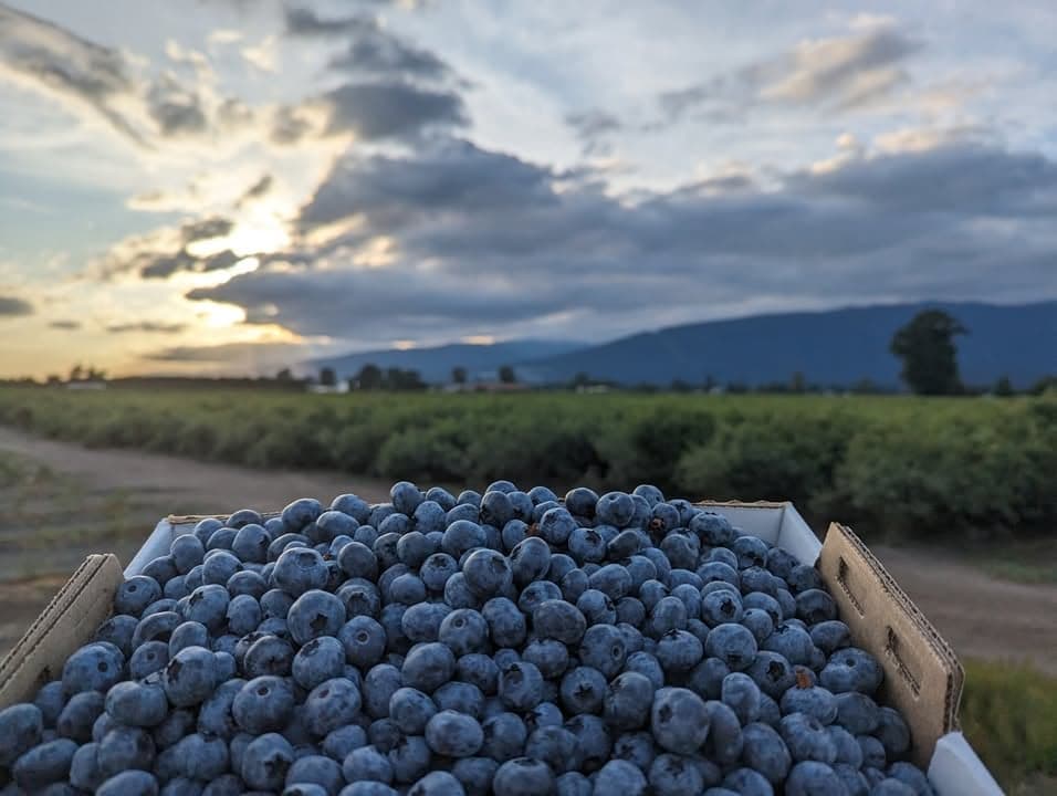 MNSD Aujla Farm Ltd. in Coquitlam